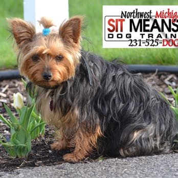 Sit Means Sit - I am such a princess!! - Pet Training Near Me - Traverse City, Michigan Sit Means Sit - I am such a princess!! - Pet Training Near Me - Traverse City, Michigan