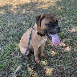 Biggie, Bull Mastiff, Companion Dog Training, North Port, Florida