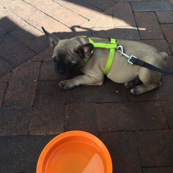 Eureka! - Got his own water bowl thanks eureka! - American Near Me - Santa Barbara, California