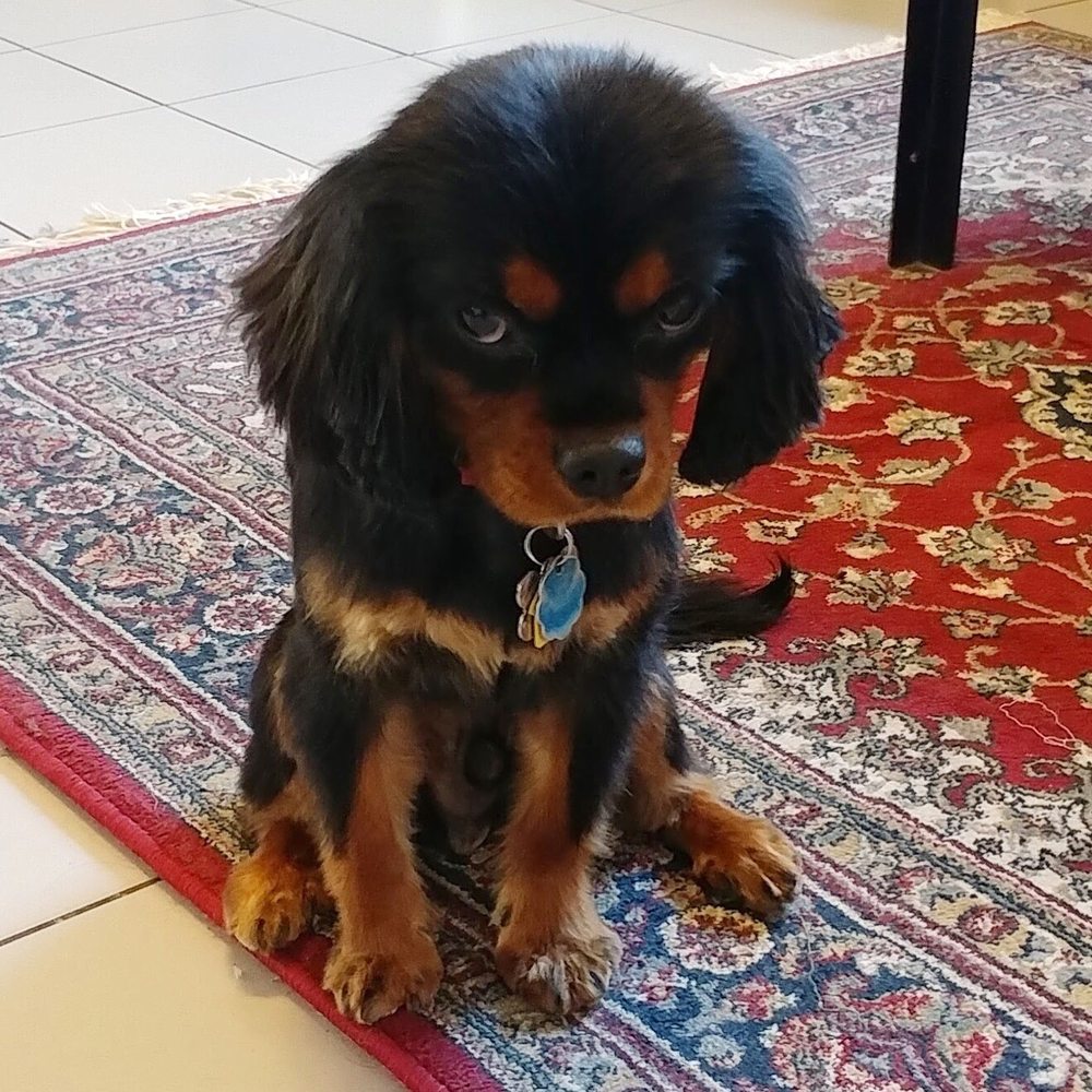 Buddy's Dog Den - Pet Sitting Near Me - Brooklyn, New York