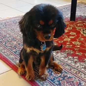 Buddy's Dog Den - Pet Sitting Near Me - Brooklyn, New York