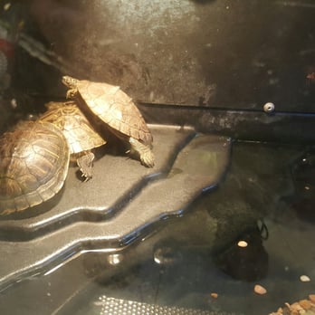 PetSmart - Turtles - Pet Stores Near Me - Aliso Viejo, California