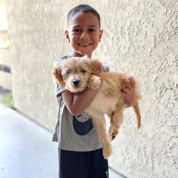 California Goldendoodle - Pet Breeders Near Me