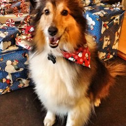 Lt after his grooming Lt after his grooming