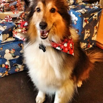 JM Dog Spa - Lt after his grooming - Pet Groomers Near Me - Arvada, Colorado JM Dog Spa - Lt after his grooming - Pet Groomers Near Me - Arvada, Colorado