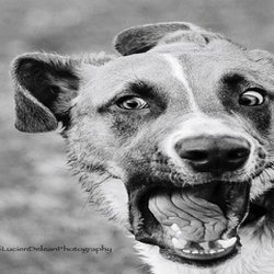 David Bartlett Park - Funny puppy