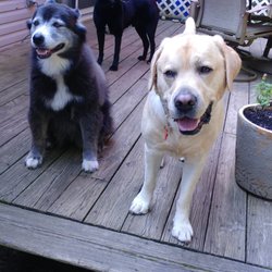 Woody's Animal Adventures - Finley & Mac are established clients who stay with me when their families are away.