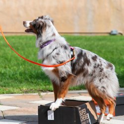 HumaneK9 Dog Training - Nose Work