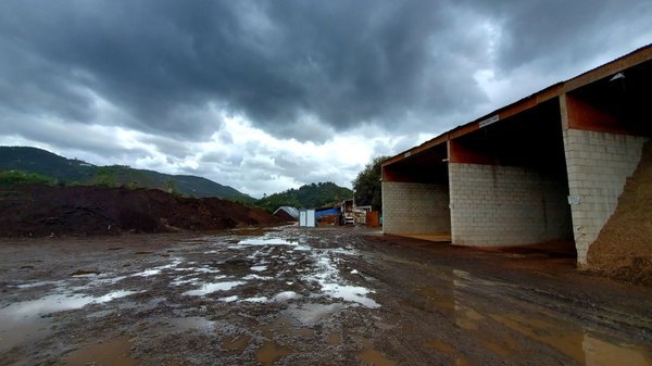 Mountain Meadow Mushrooms by null