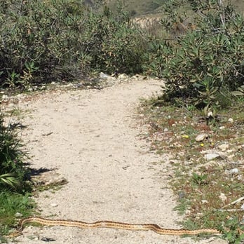 Oro Vista Park - Large non-rattle snake in middle of one of the trails. - Hiking Near Me - Los Angeles, California Oro Vista Park - Large non-rattle snake in middle of one of the trails. - Hiking Near Me - Los Angeles, California