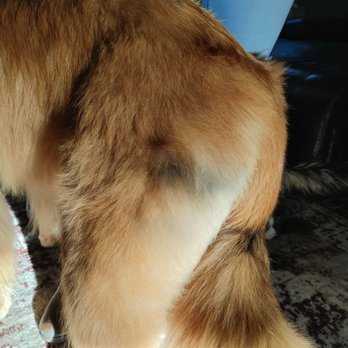 Kitty’s Dog Spa - Black spot on her leg - Pet Groomers Near Me - Windsor, Colorado Kitty’s Dog Spa - Black spot on her leg - Pet Groomers Near Me - Windsor, Colorado