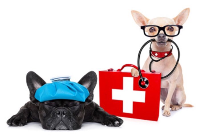 Paw Sensitive - pet boarding facility in Lincoln, NE