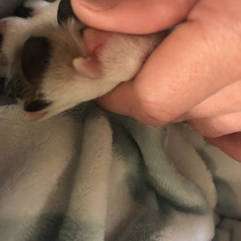 The Pet Station - Cut on paw pad - Pet Groomers Near Me - Louisville, Kentucky