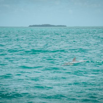 Fury Water Adventures - Dolphin - Boating Near Me - Key West, Florida Fury Water Adventures - Dolphin - Boating Near Me - Key West, Florida