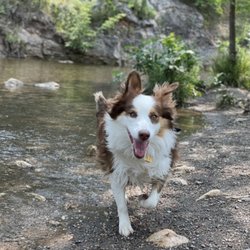 Braeburn Dog Park - Rue