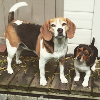 Doggie Dharma - Dog Walkers Near Me