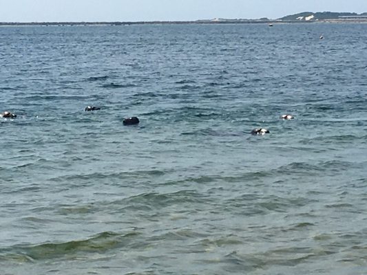 Long Point Beach by null