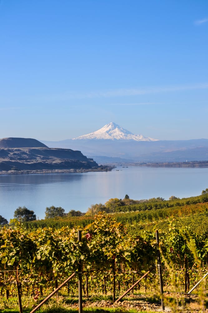 Jacob Williams Winery Logo