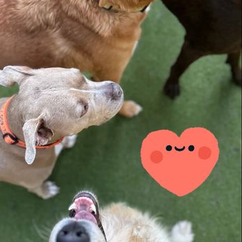 Whitaker Dog Day Camp - my dogboy & his pals at WDDC (photo from their daily Instagram feed) - Pet Boarding Near Me - Los Angeles, California Whitaker Dog Day Camp - my dogboy & his pals at WDDC (photo from their daily Instagram feed) - Pet Boarding Near Me - Los Angeles, California