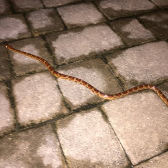 Saddlebrook Resort - Snake on the path! - Resorts Near Me - Wesley Chapel, Florida