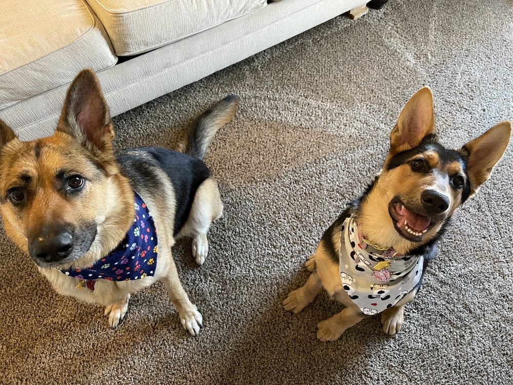 SCRUFFY PUPS GROOMING Riverside, CA Yelp