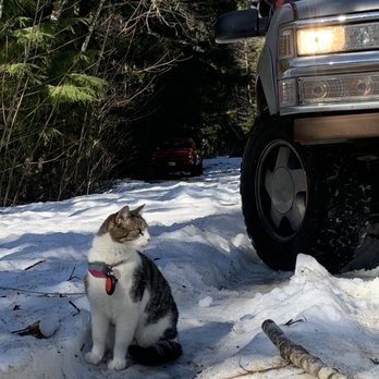 Jesse's Roadside Rescue - cat on the job! - Roadside Assistance Near Me Jesse's Roadside Rescue - cat on the job! - Roadside Assistance Near Me