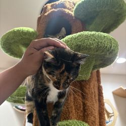 Whiskers and Soda - Kitten from kitten room