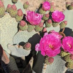 Some cactus along the trail