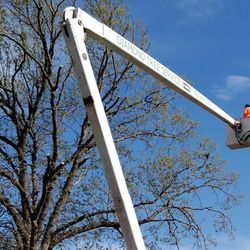 Diamond Tree Service
