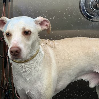 BarkBark Boutique - Orion's bath - Pet Groomers Near Me BarkBark Boutique - Orion's bath - Pet Groomers Near Me