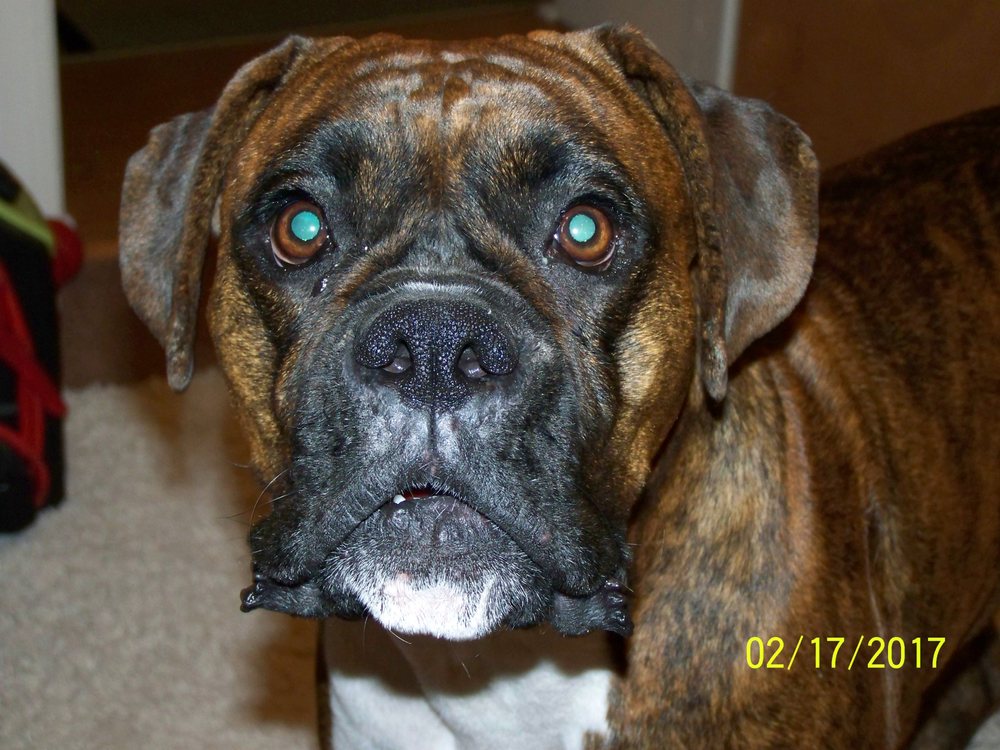 RUFF EDGE GROOMING Updated June 2024 7726 Main St, Middletown