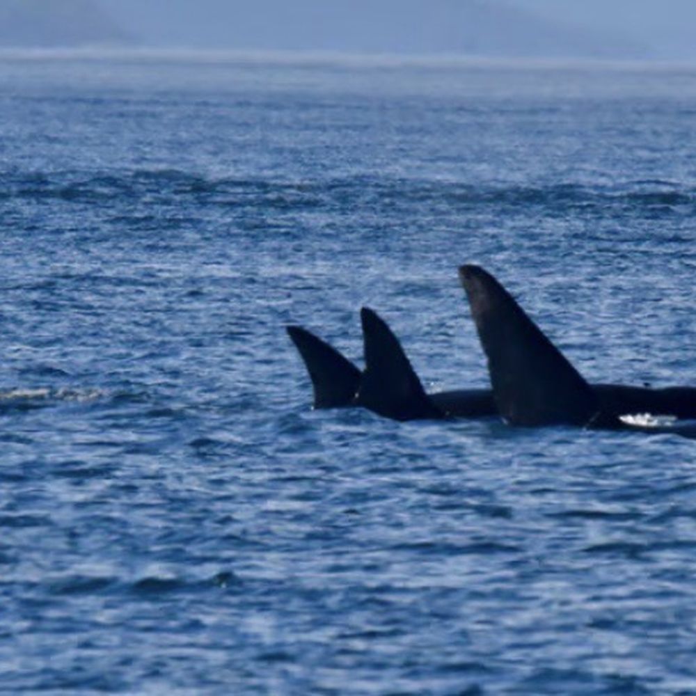 Deer Harbor Charters - Pod of orcas swimming by - Boating Near Me - Eastsound, Washington Deer Harbor Charters - Pod of orcas swimming by - Boating Near Me - Eastsound, Washington
