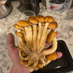 Fox Fungi - Chestnut