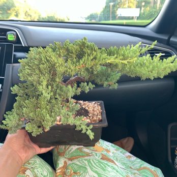 Sunshine Miniature Trees - Bonsai vibes - Nurseries & Gardening Near Me - Dallas, Texas