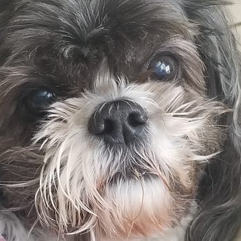 Dog Life - Molly - Pet Groomers Near Me - Jacksonville, Florida Dog Life - Molly - Pet Groomers Near Me - Jacksonville, Florida