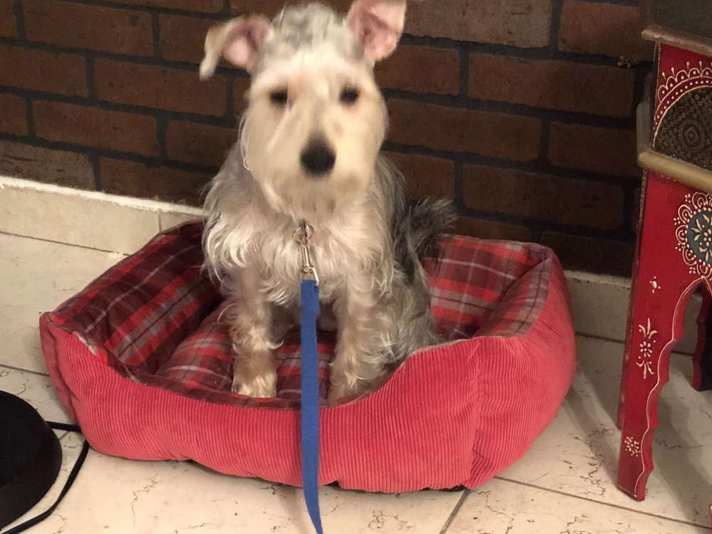 bark busters training pillow