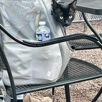 Barley Mow - a black cat sitting in a bag on a chair - Beer, Wine & Spirits Near Me - West Reading, Pennsylvania Barley Mow - a black cat sitting in a bag on a chair - Beer, Wine & Spirits Near Me - West Reading, Pennsylvania