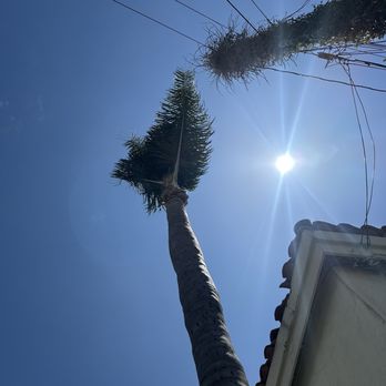 Tree Trimming Team - After - Tree Services Near Me - Mission Viejo, California Tree Trimming Team - After - Tree Services Near Me - Mission Viejo, California