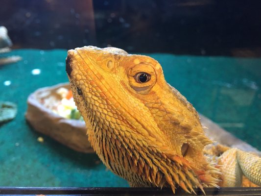 EXOTIC AMPHIBIAN & REPTILE CENTER - 25 Photos & 20 Reviews - 343 Lemay