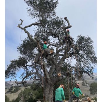 Coastal Tree Experts - Tree Services Near Me - Morro Bay, California