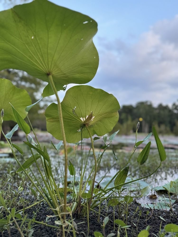 Burroughs Park Image