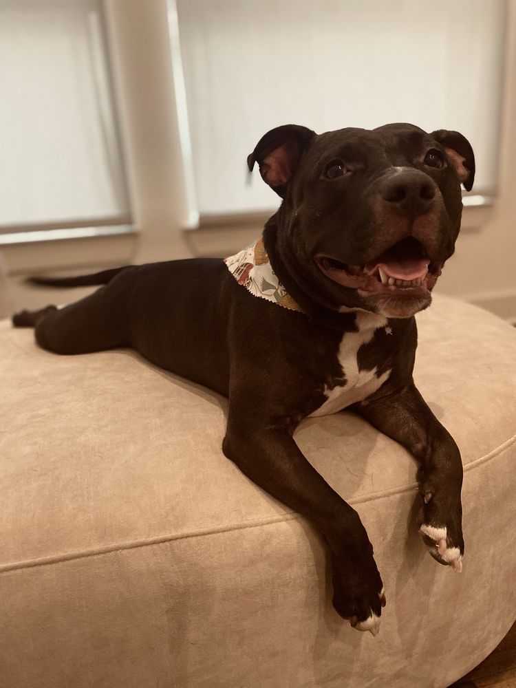 Salty Dawg Pet Salon and Bakery - Teel Crossing Frisco