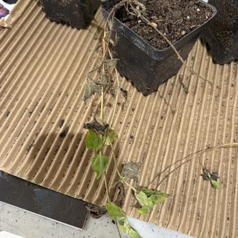 Native Gardeners - Gardeners Near Me - Arlington, Texas Native Gardeners - Gardeners Near Me - Arlington, Texas