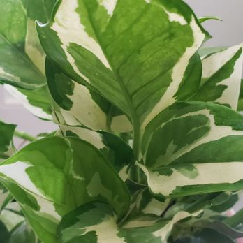 PlantHouse - Pearl & Jade Pothos - Arts & Crafts Near Me - Virginia Beach, Virginia