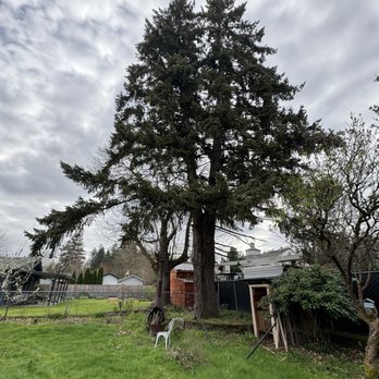 Elite Tree Service - Before photo of tree - Tree Services Near Me - Portland, Oregon Elite Tree Service - Before photo of tree - Tree Services Near Me - Portland, Oregon