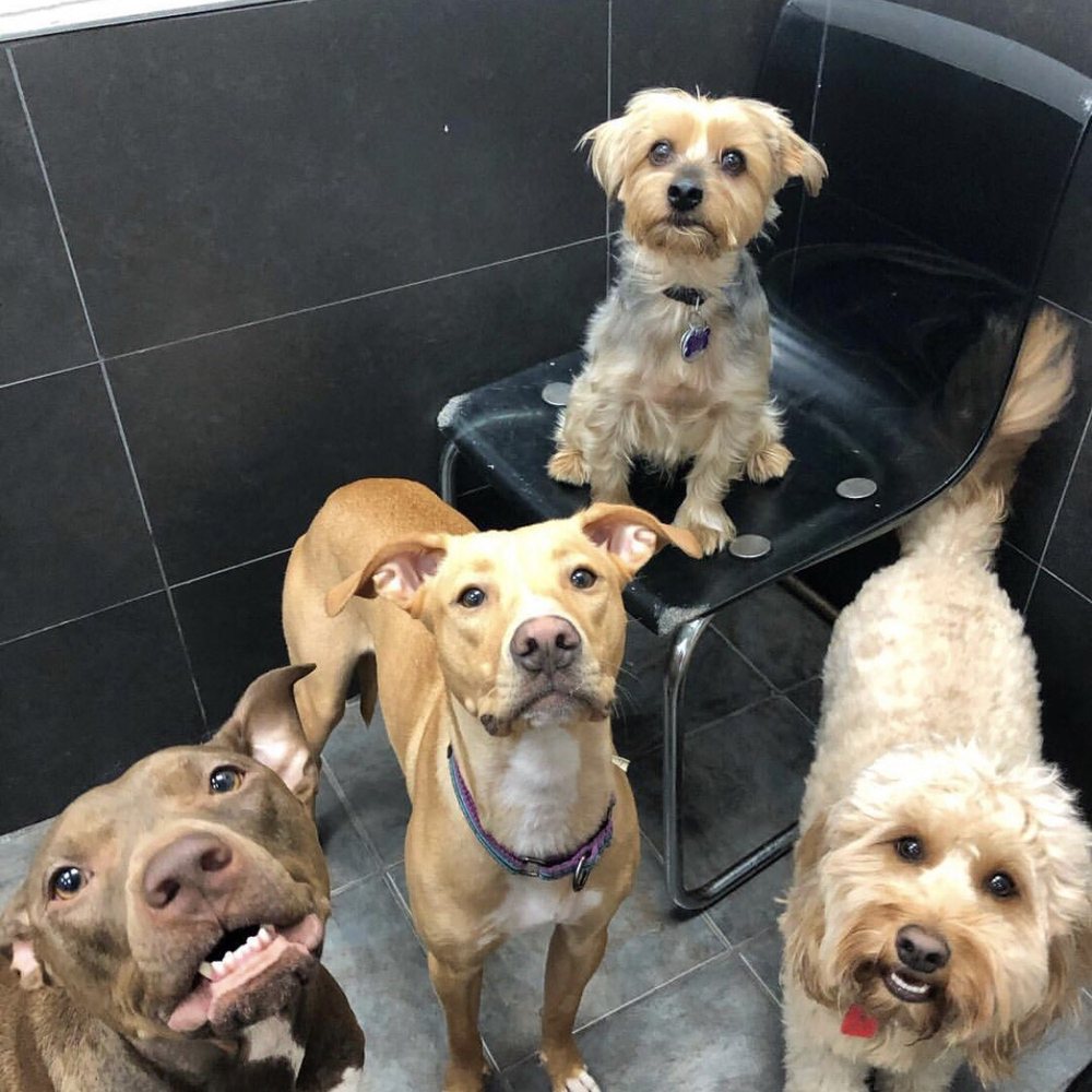 NYC Pet Services - Awkward smile (Leia is the brown one on the left) - Pet Groomers Near Me - Astoria, New York NYC Pet Services - Awkward smile (Leia is the brown one on the left) - Pet Groomers Near Me - Astoria, New York