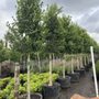 Photo of Three Sisters Nursery