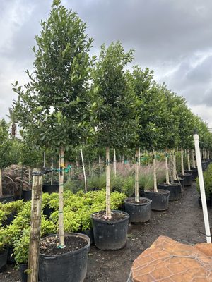 Three Sisters Nursery