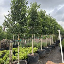 Three Sisters Nursery