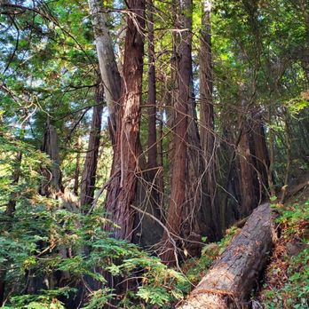 Pacific Coast Highway - Nathaniel Owings Memorial Redwood Grove - Local Flavor Near Me